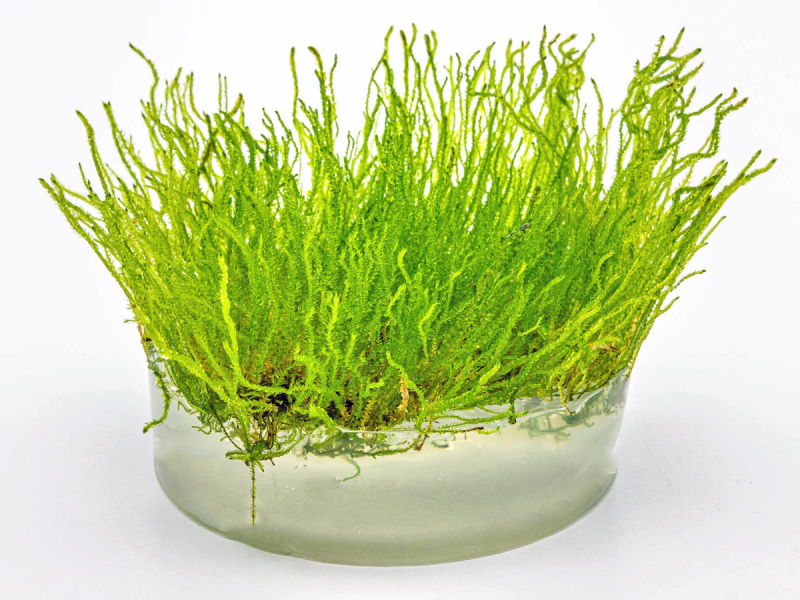 Flammen-Moos - Taxiphyllum sp. 'Flame Moss' in vitro